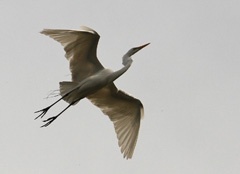 IMG_9067a